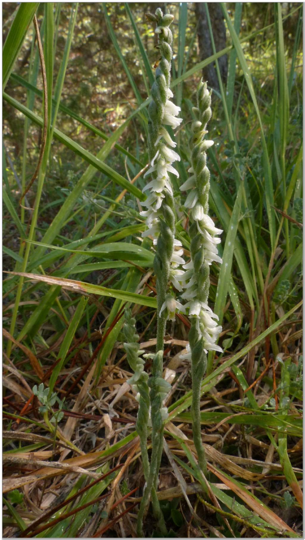 Spiranthes Spiralis (alta val di Taro)